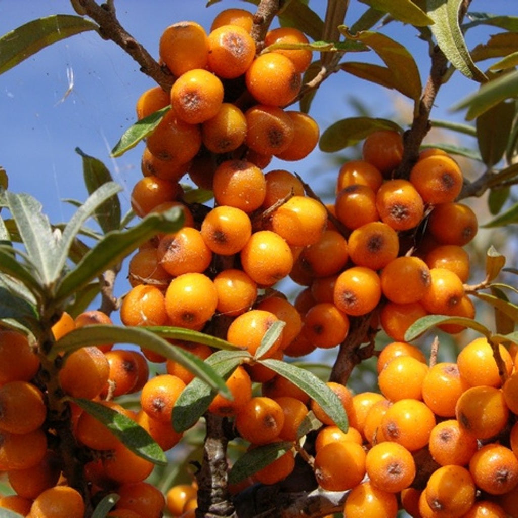 Havtorn – Hippophae rhamnoides - 125-150 CM RB